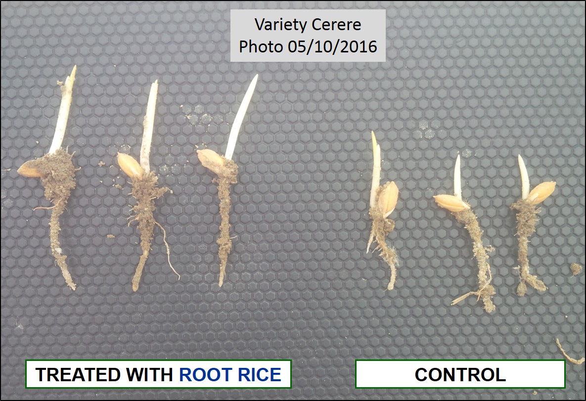 Comparation of rice plants treated with ROOT RICE and Control